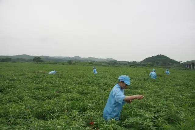 最新新冠措施，科学防控，共筑健康防线